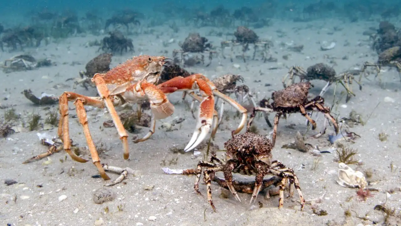 Les côtes sauvages d'Australie – image d’arrière-plan