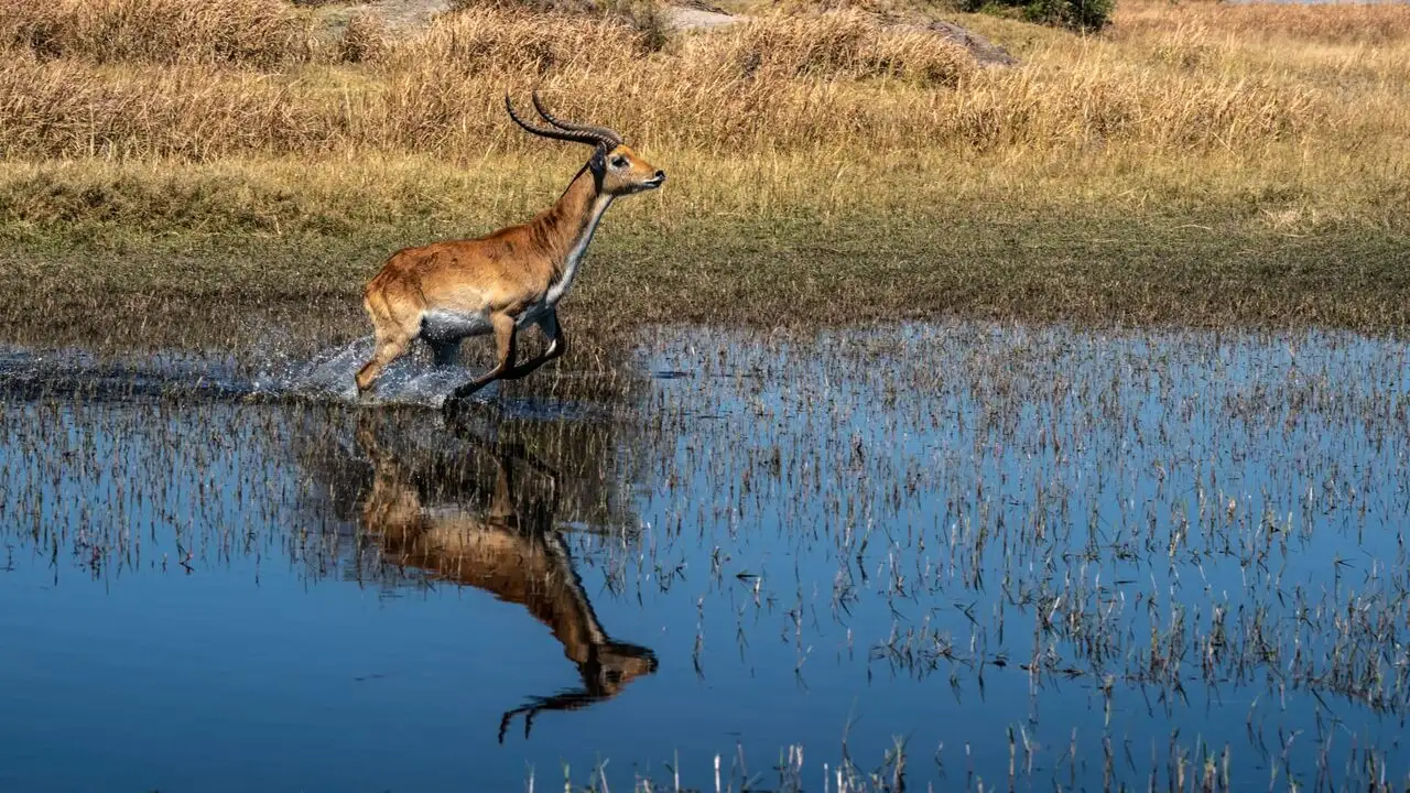 Okavango : Le fleuve des rêves - Saison 1 - Les limbes – image d’arrière-plan