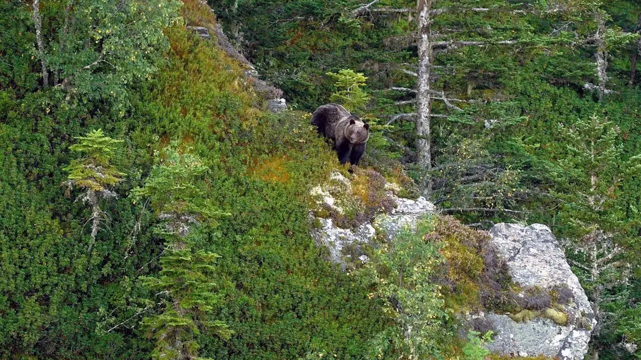 Pyrénées - Vivre avec l'ours – image d’arrière-plan