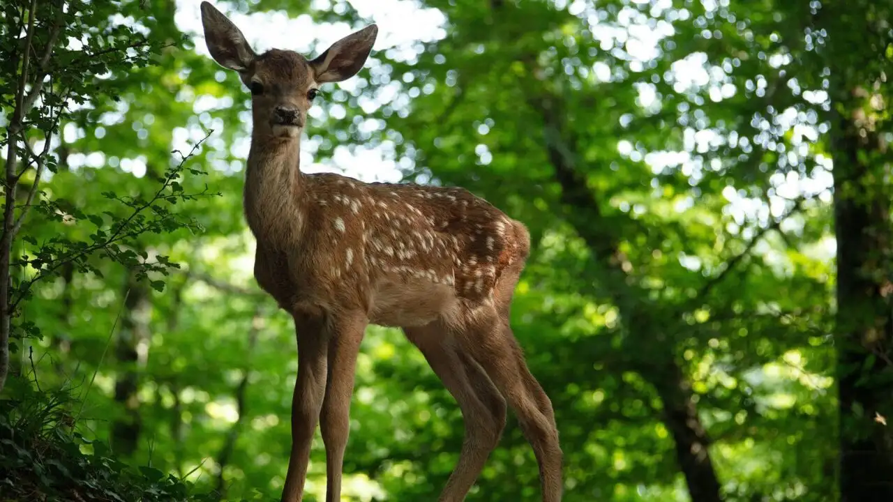 Bambi, l'histoire d'une vie dans les bois – image d’arrière-plan
