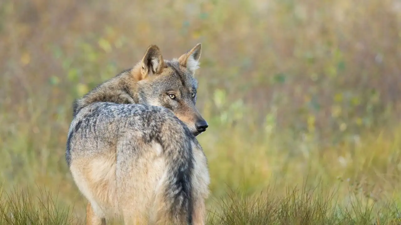 Une année parmi les loups – image d’arrière-plan
