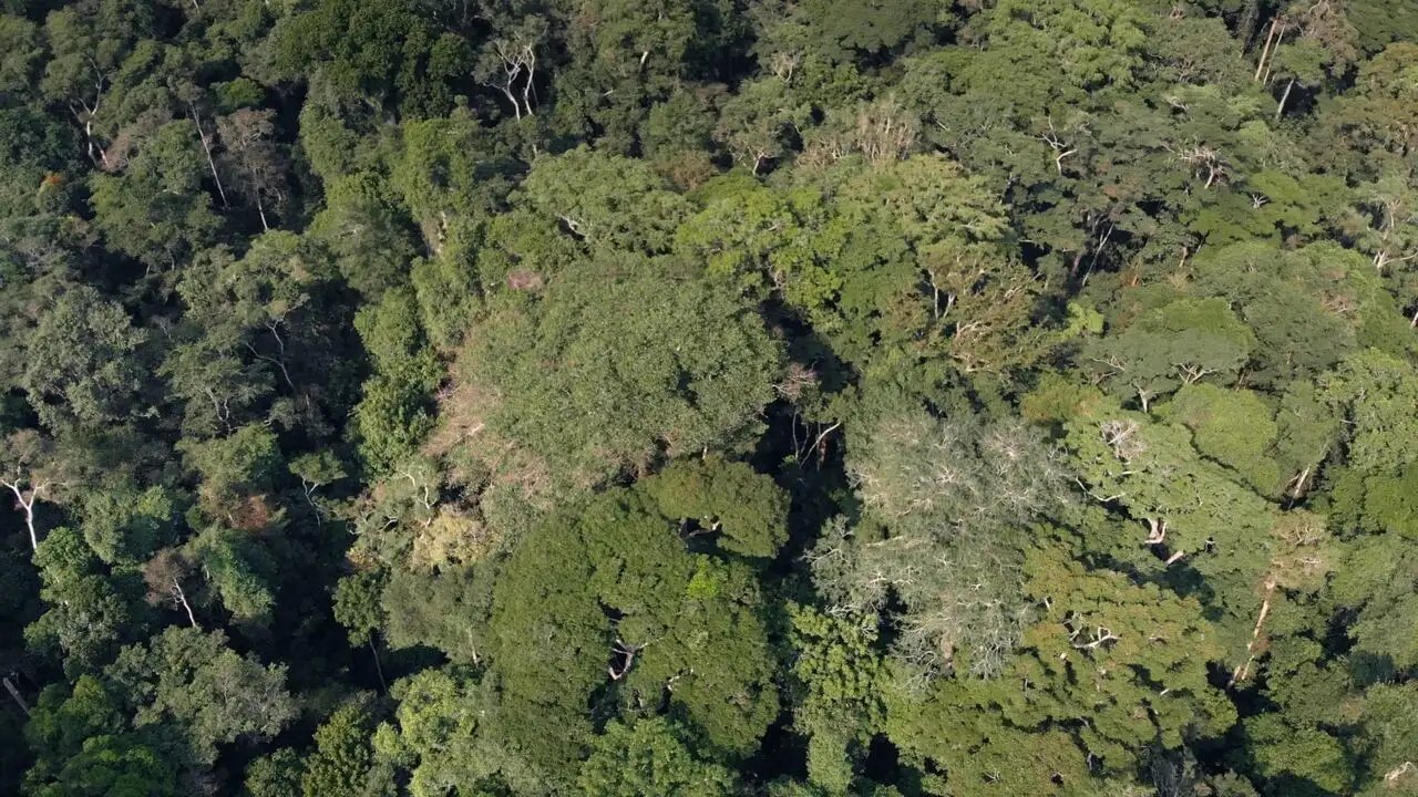 L'arbre de l'authenticité – image d’arrière-plan