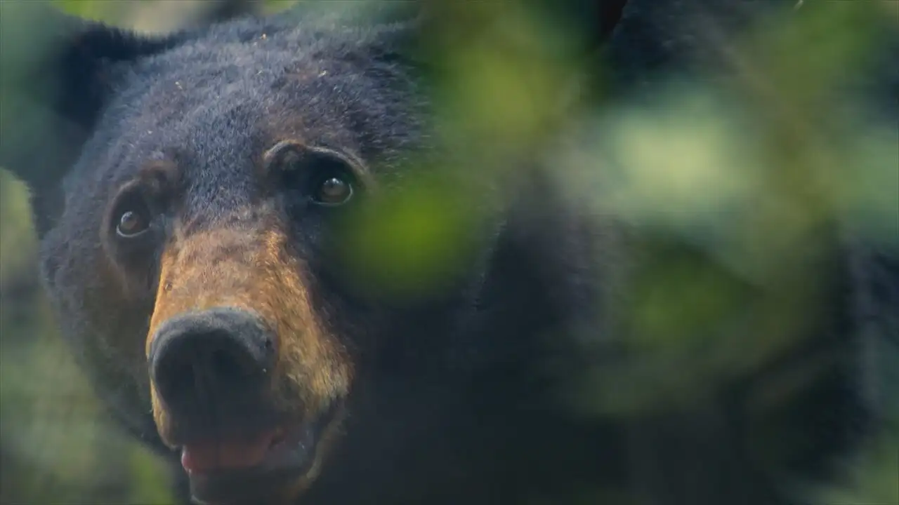 Close Encounters of the Wild Kind - Saison 1 - Un safari mouvementé – image d’arrière-plan
