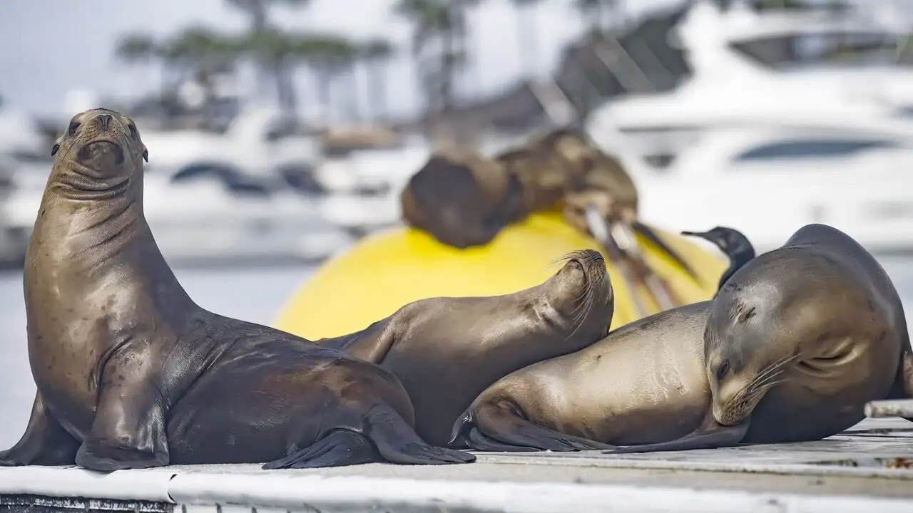 San Diego sauvage – image d’arrière-plan