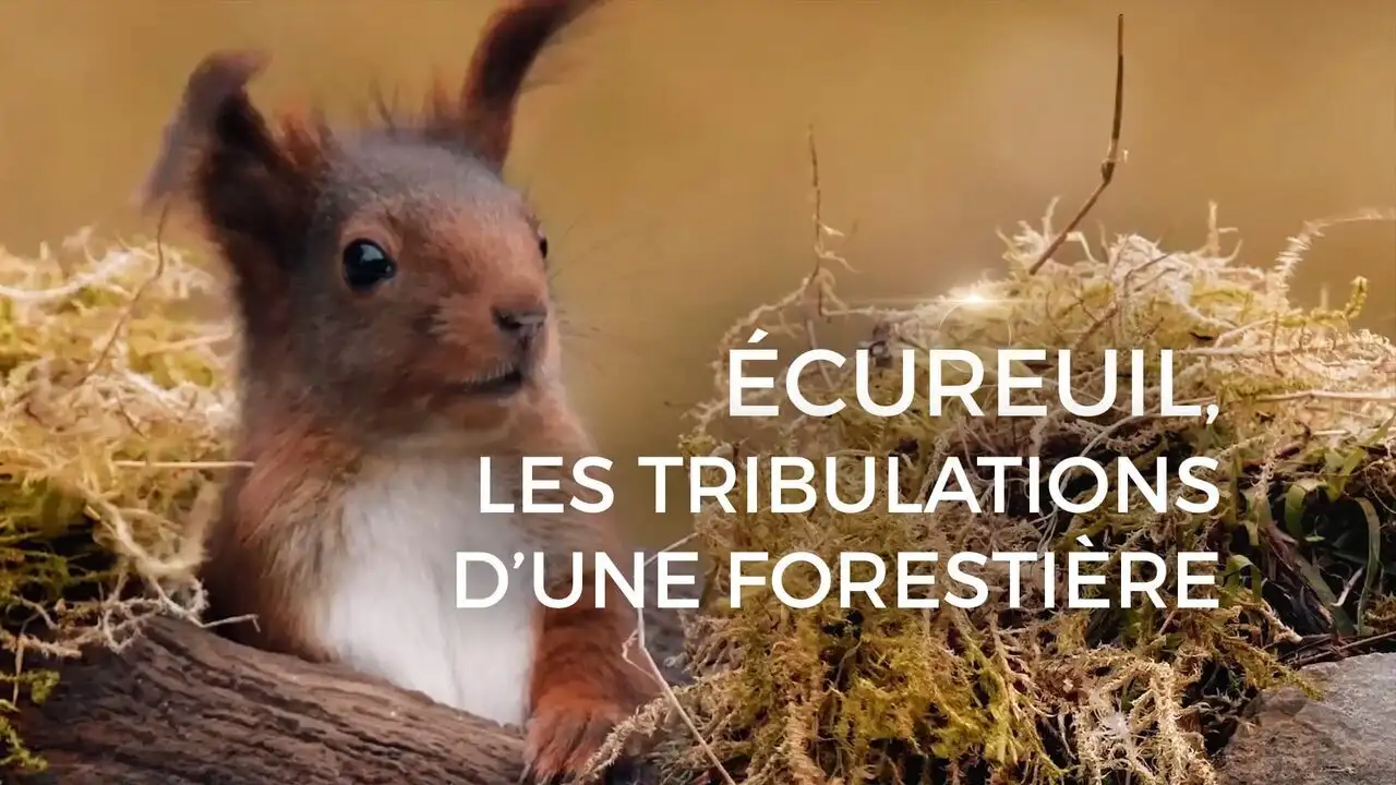 Ecureuil, les tribulations d'une forestière – image d’arrière-plan