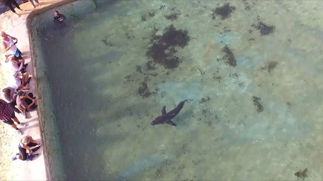 Invasion de requins - Episode 01 – image d’arrière-plan