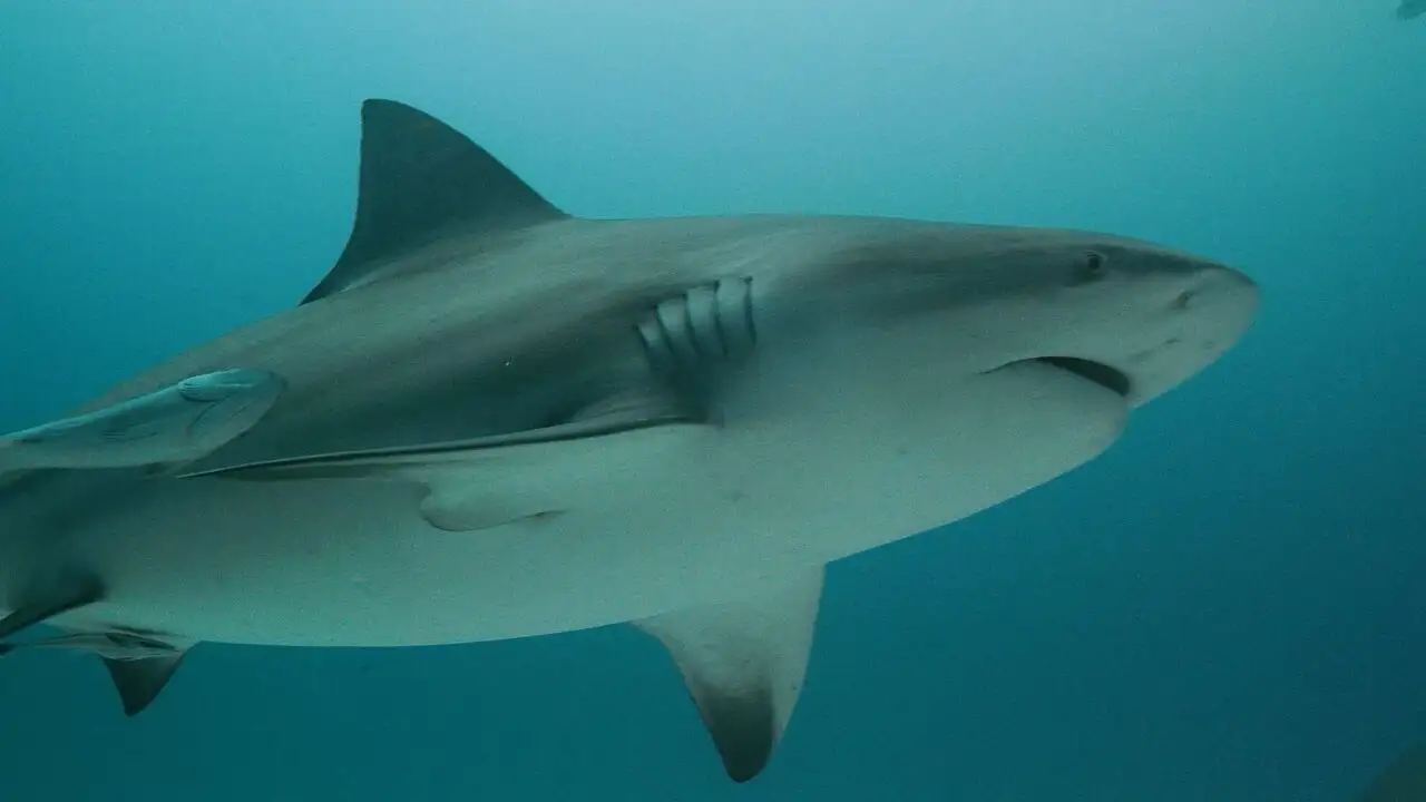 Investigation Shark Attack – image d’arrière-plan