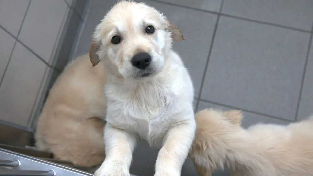 A l'école des chiens guides - Saison 1 – image d’arrière-plan
