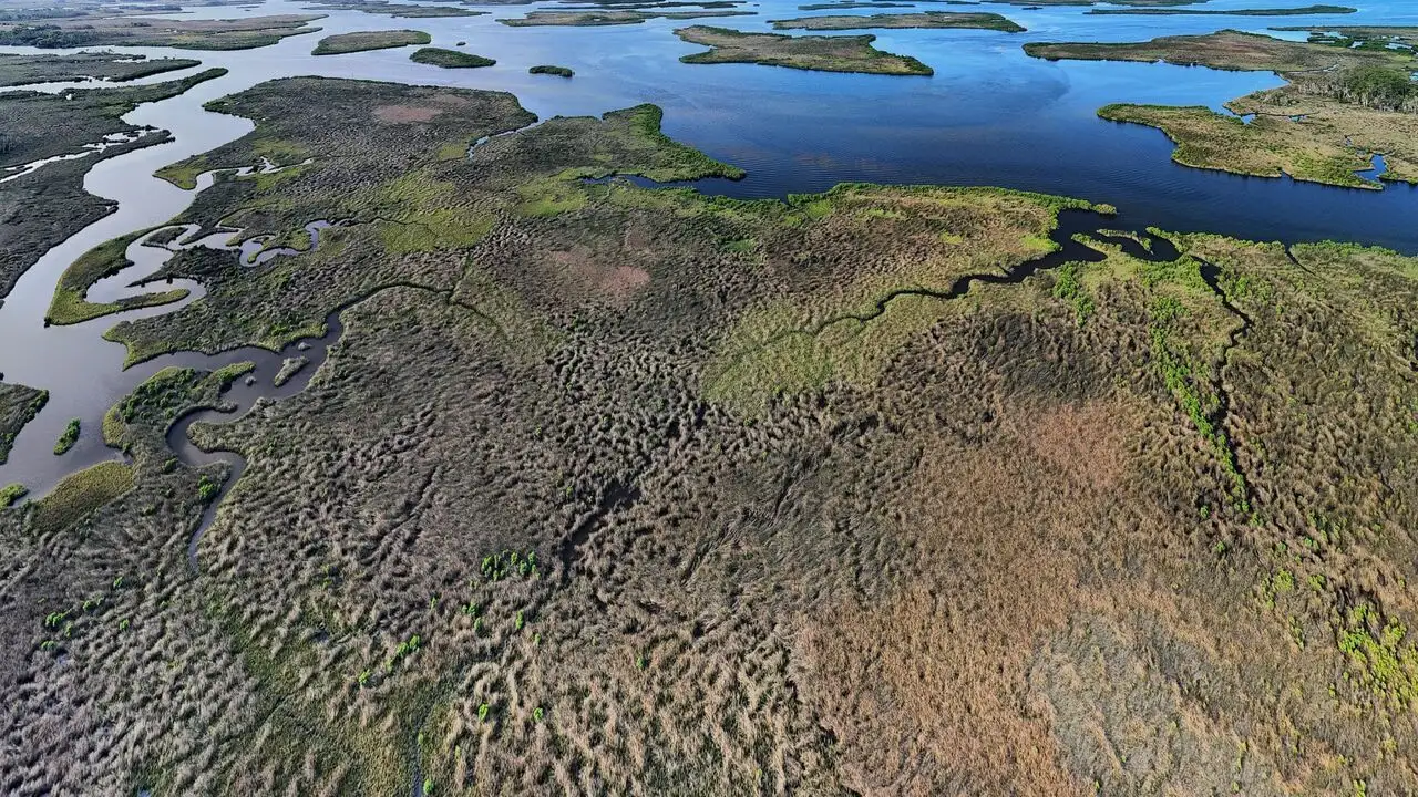 Des prairies sous-marines pour les lamantins – image d’arrière-plan