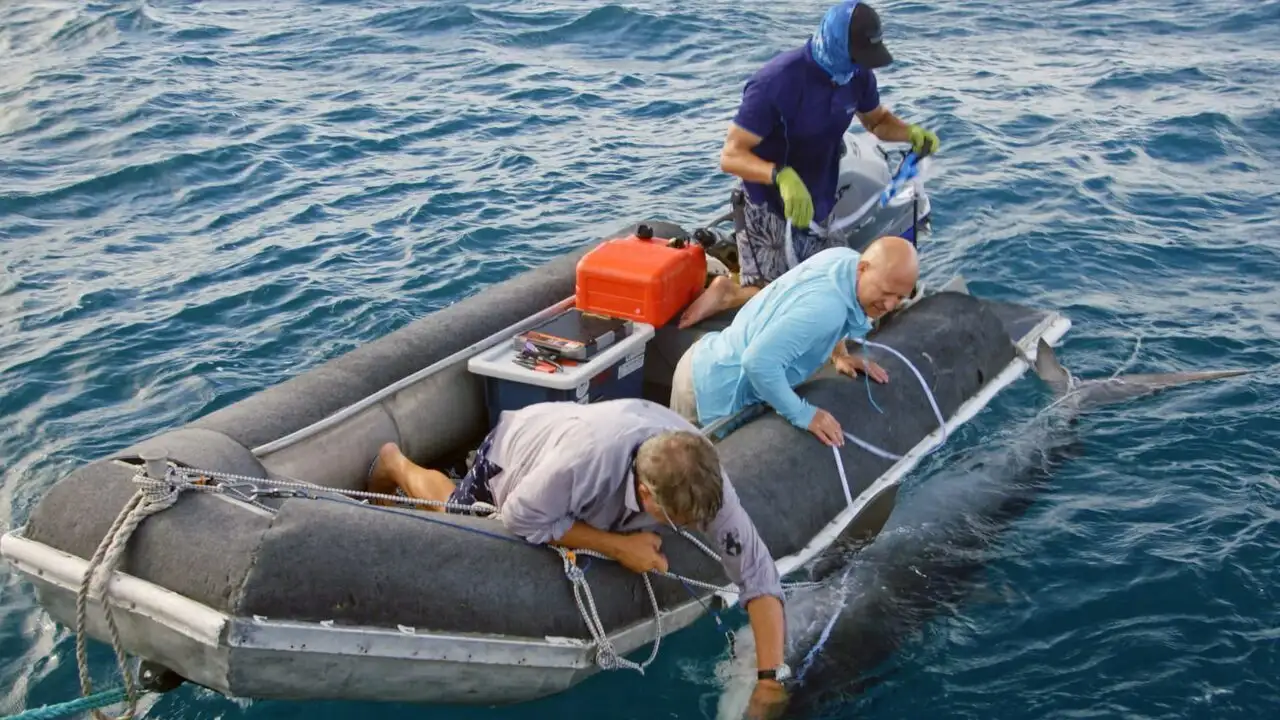 Les prédateurs de la Grande Barrière de corail – image d’arrière-plan