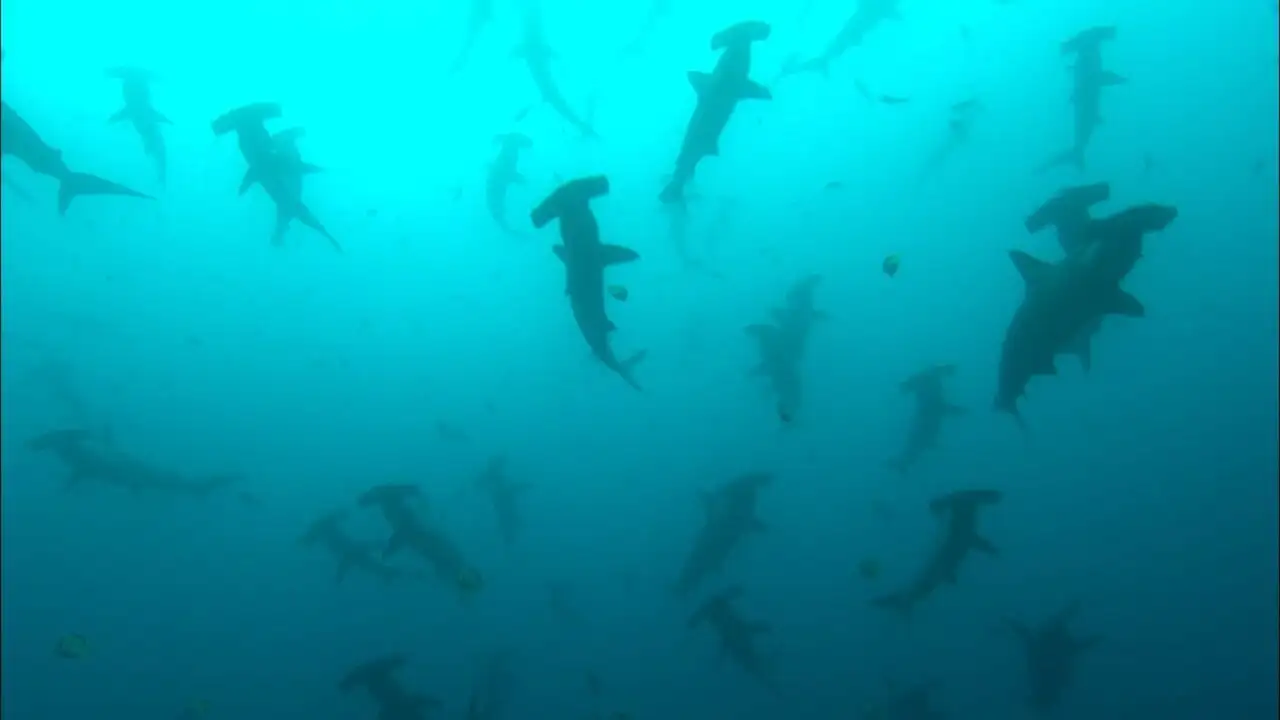 Le territoire des requins tueurs - Saison 1 – image d’arrière-plan