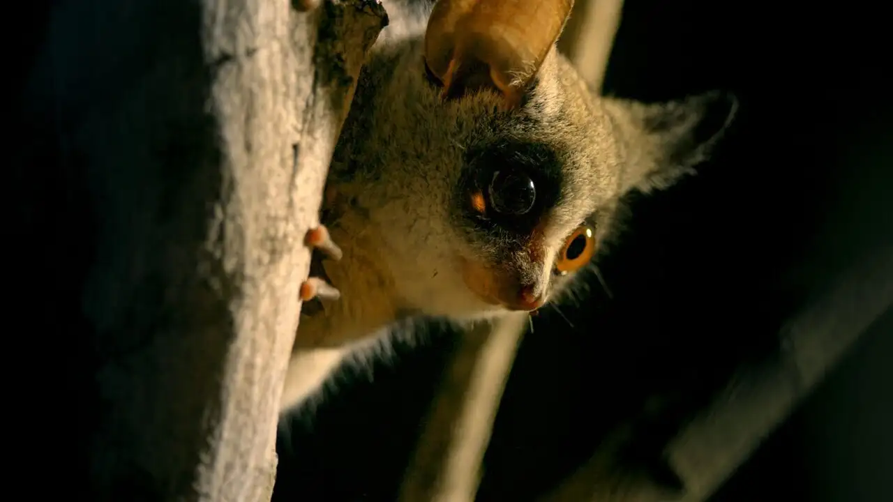 Petits animaux, grandes aventures - Saison 1 - Objectif survie – image d’arrière-plan