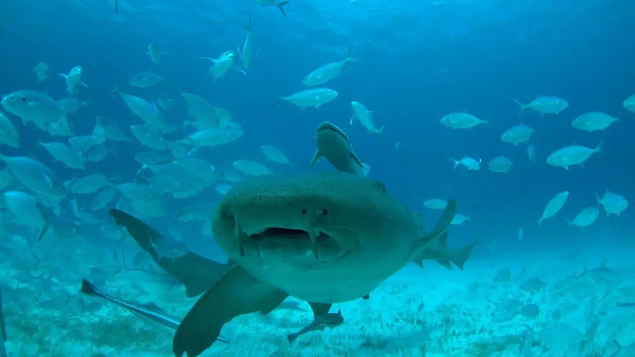 Mega requin-marteau – image d’arrière-plan