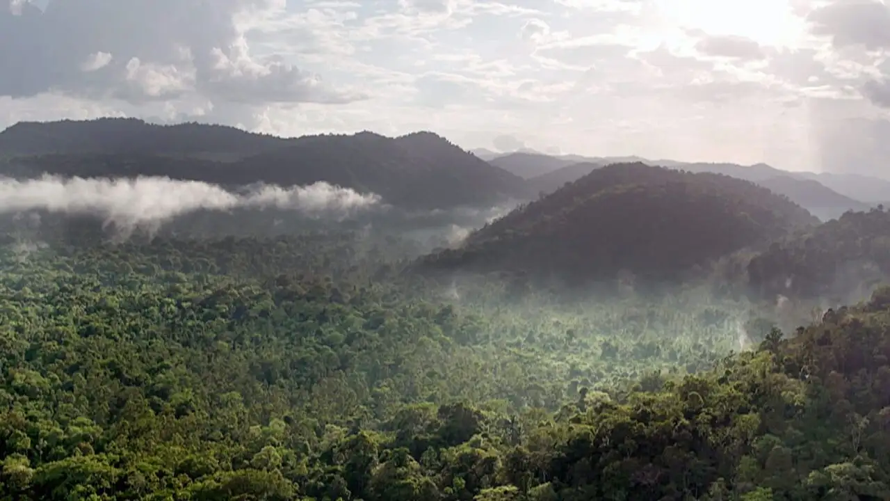 Sur la piste du jaguar au Guyana – image d’arrière-plan