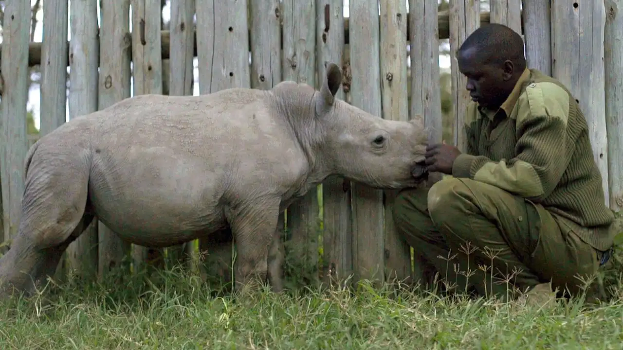 Le dernier rhinocéros blanc – image d’arrière-plan