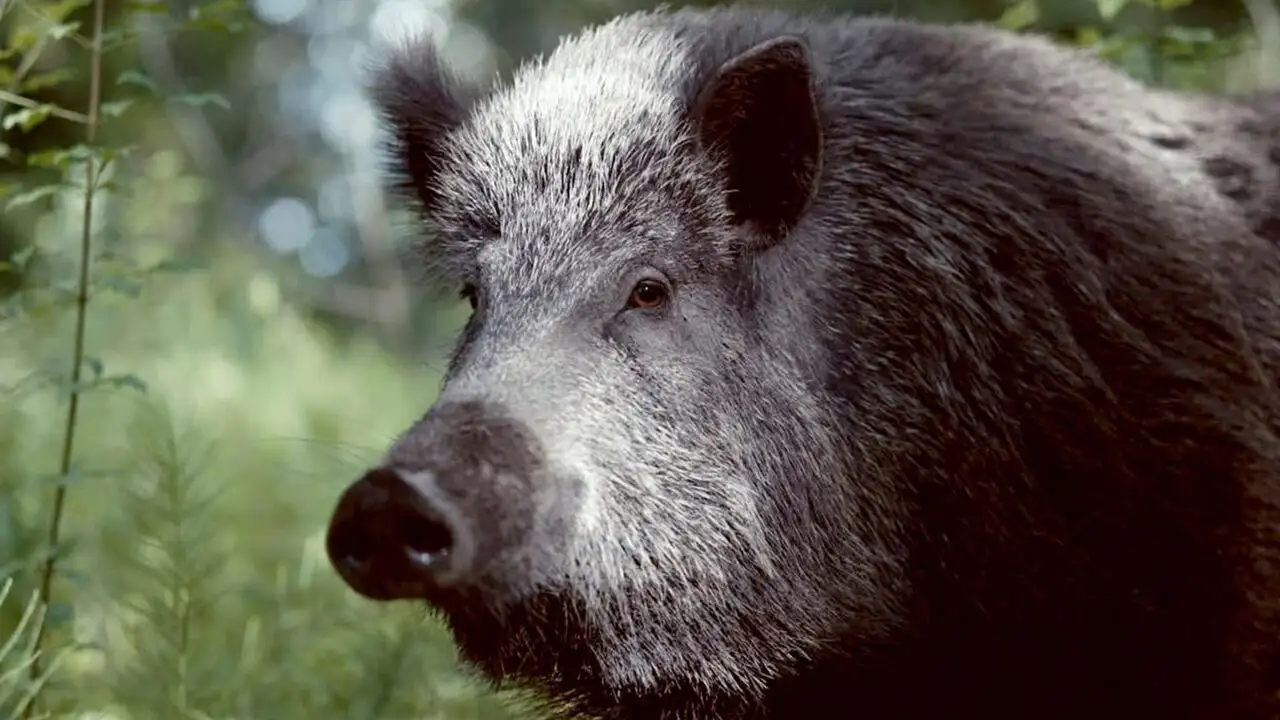 Mondes sauvages - Saison 1 - Sanglier, la bête noire – image d’arrière-plan