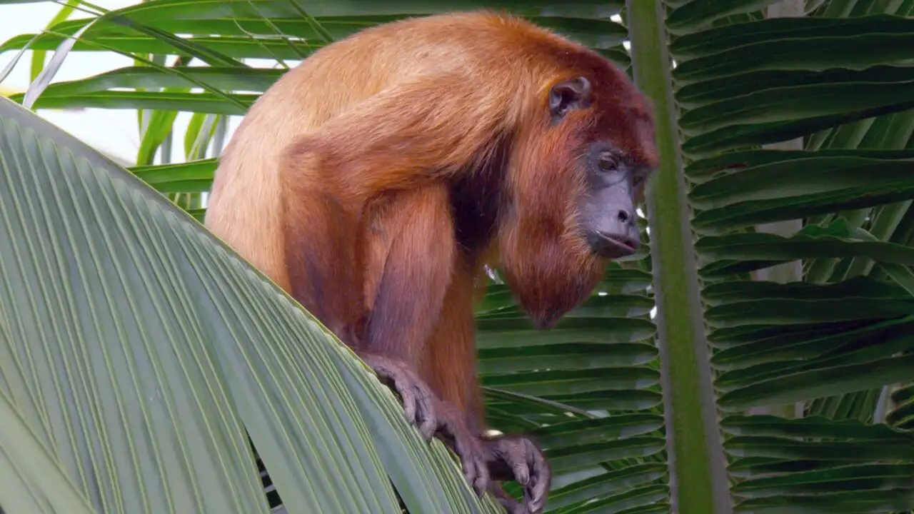 Canopée guyanaise : les aventures d'un singe-écureuil – image d’arrière-plan