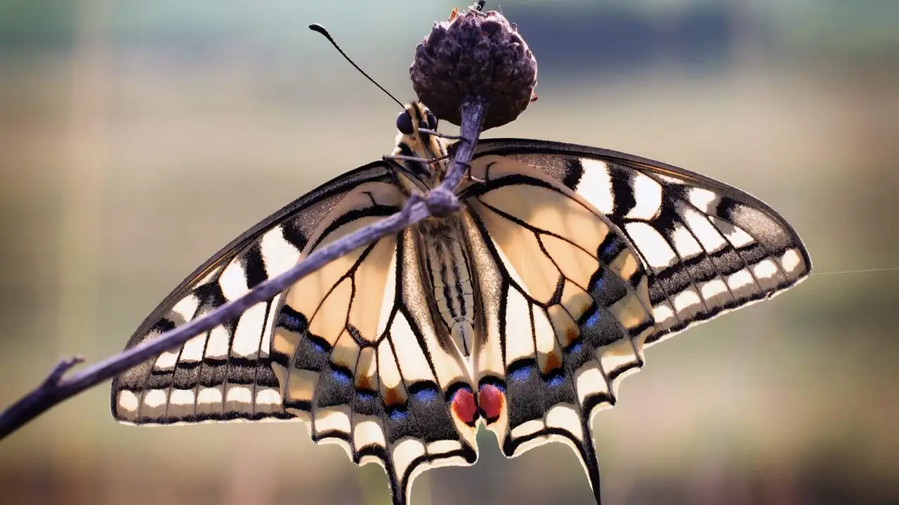 Transylvanie : Voyage dans une nature ancestrale – image d’arrière-plan