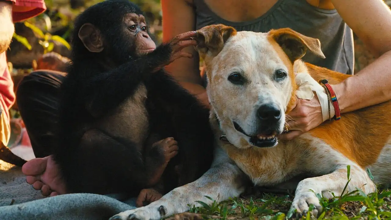 A l'école des chimpanzés - Saison 1 - La saison des changements – image d’arrière-plan
