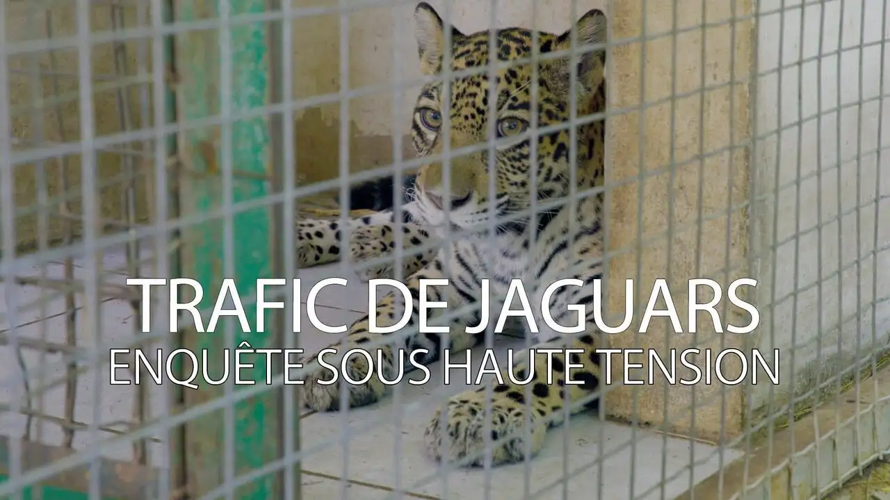 Trafic de jaguars : enquête sous haute tension – image d’arrière-plan