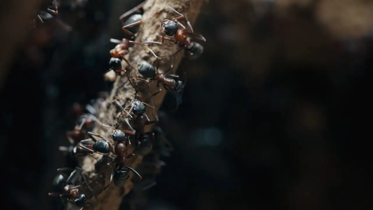 Les fourmis – image d’arrière-plan
