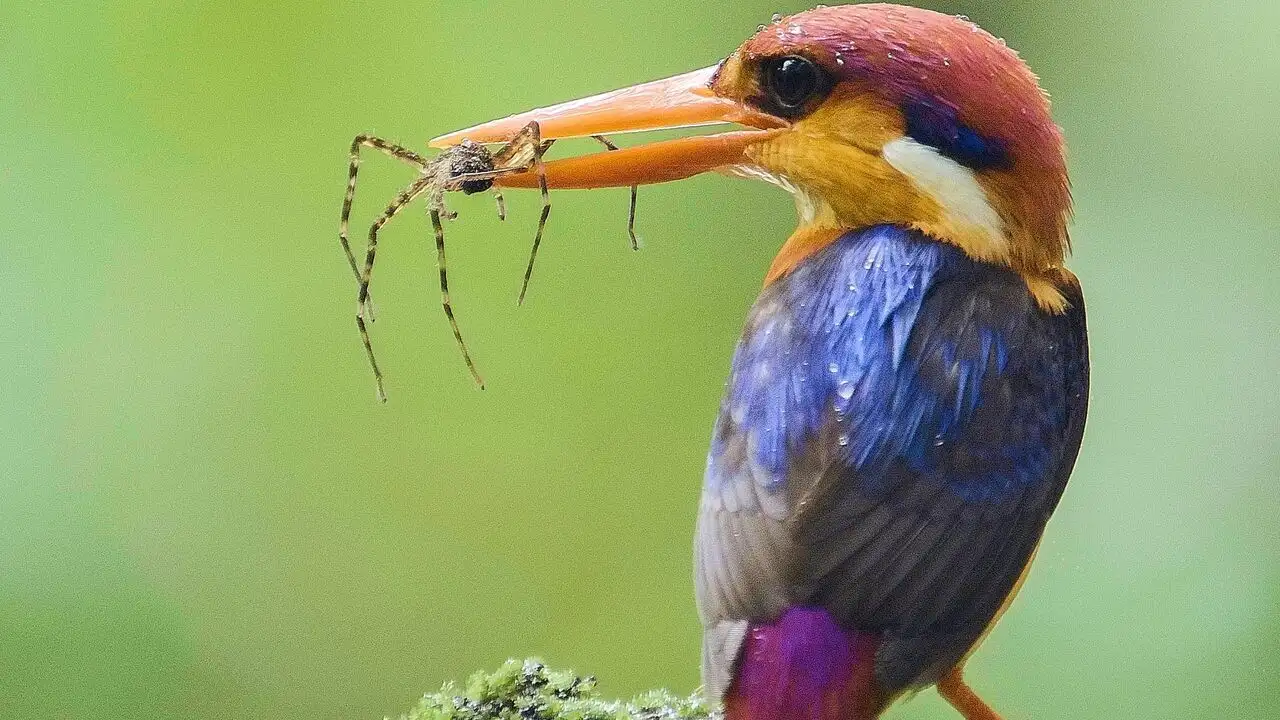 Les écrins sauvages de la nature – image d’arrière-plan