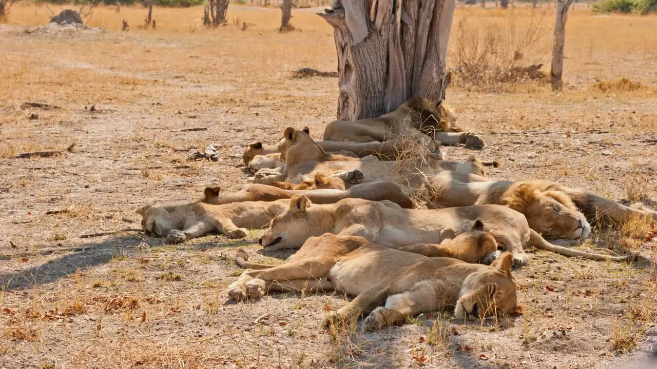 Destination Wild : Botswana - Episode 01 – image d’arrière-plan