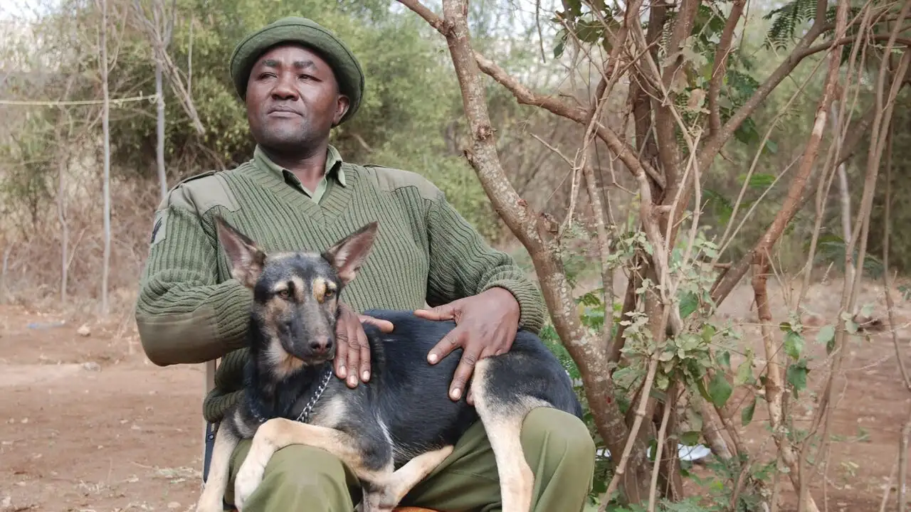 Kenya, les chiens au secours des éléphants - Episode 430 – image d’arrière-plan