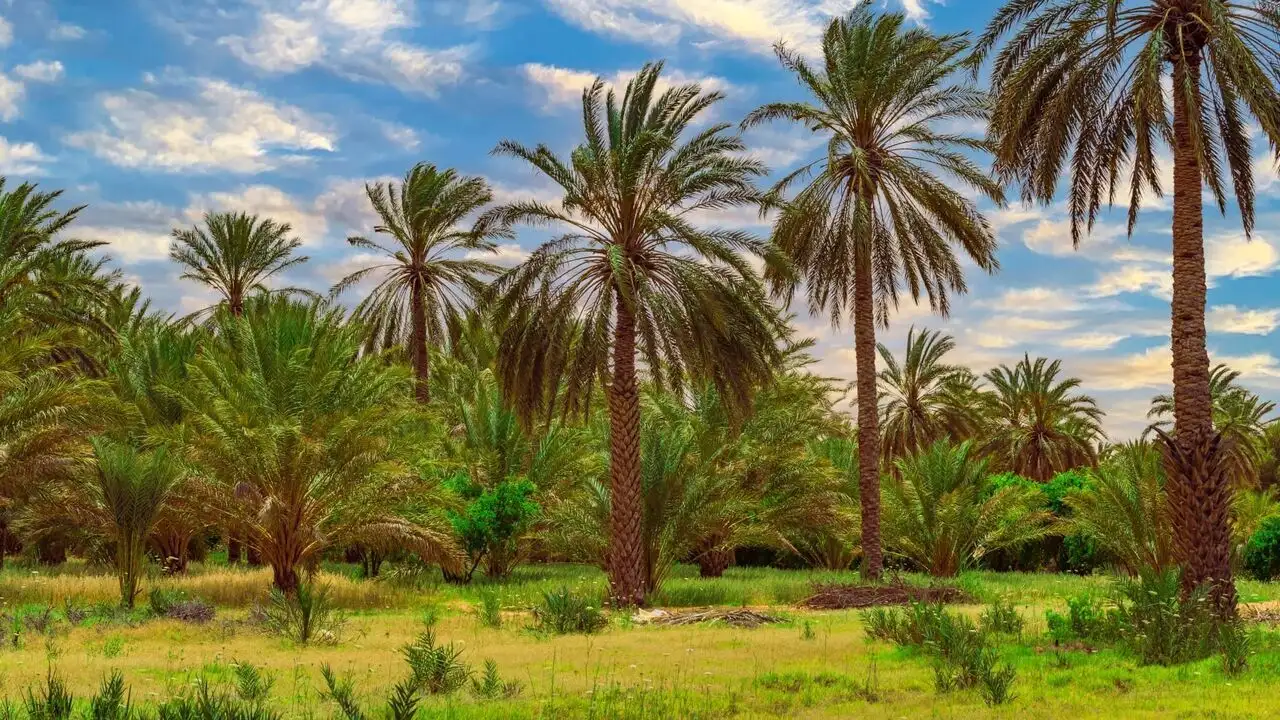 Tunisie, une oasis dans un grain de sable – image d’arrière-plan