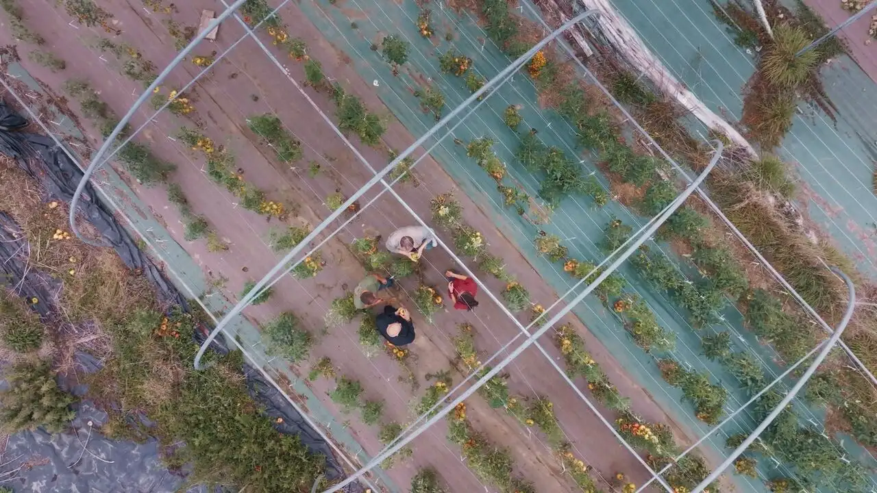 On va déguster - Retrouver le goût de la tomate – image d’arrière-plan