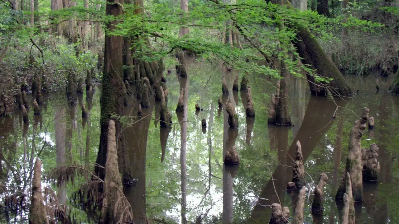 Dans les bayous du Texas – image d’arrière-plan
