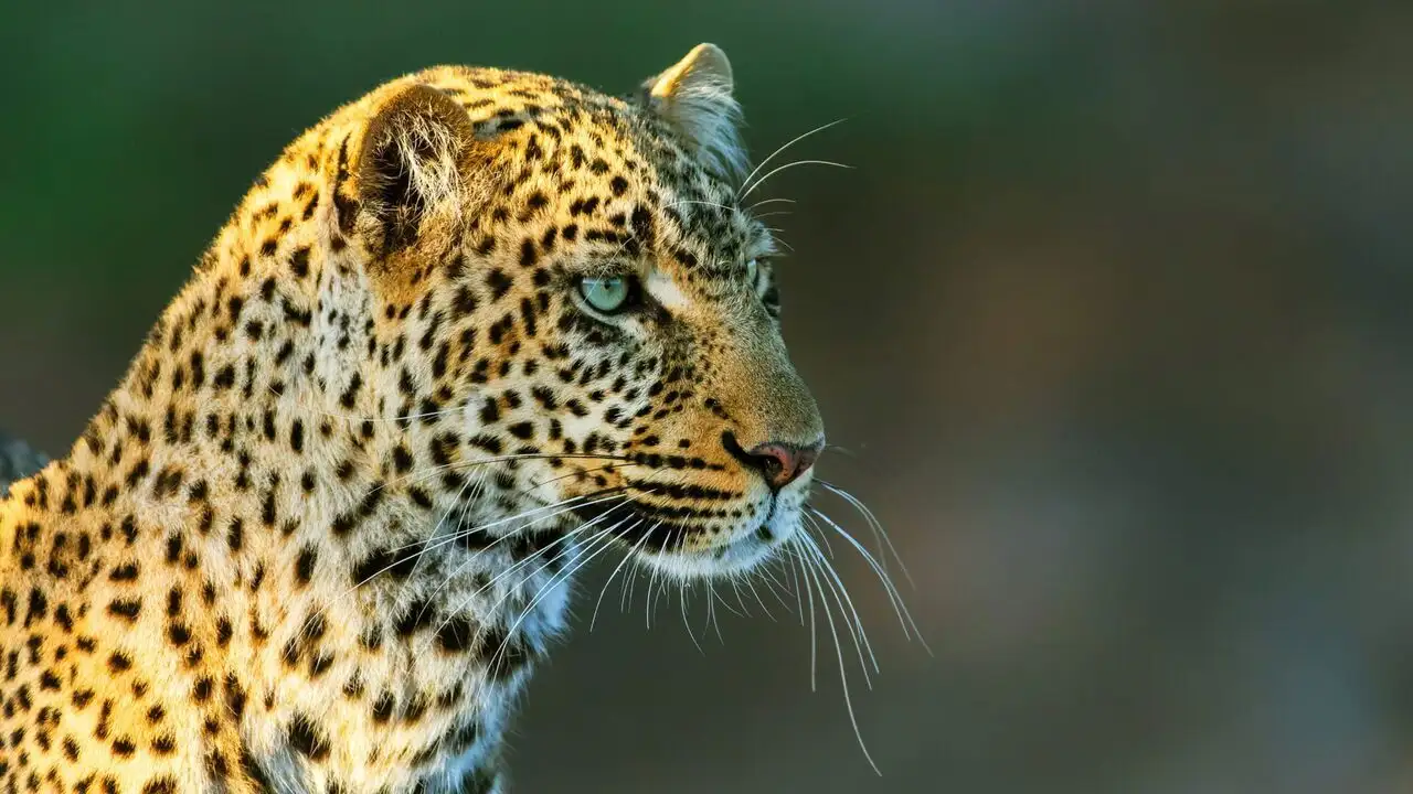 Léoparde : la reine du Serengeti - Saison 1 – image d’arrière-plan