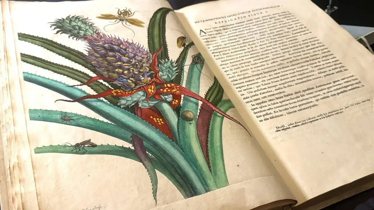 L'art et la nature : Peintres néerlandaises du XVIIe siècle – image d’arrière-plan