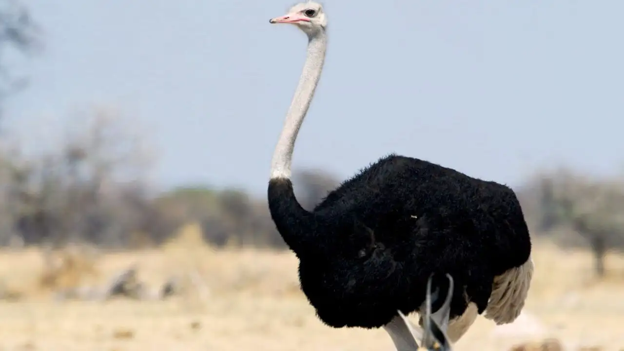 Le mystère des oiseaux géants – image d’arrière-plan
