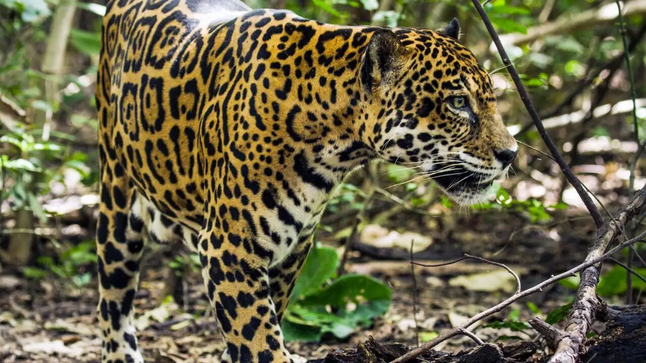 Costa Rica : Le paradis des jaguars – image d’arrière-plan