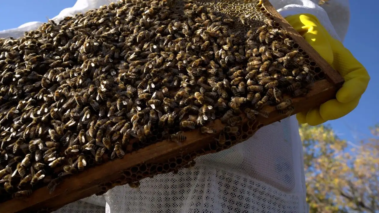 Les secrets des abeilles - Saison 1 - The Pollinators – image d’arrière-plan
