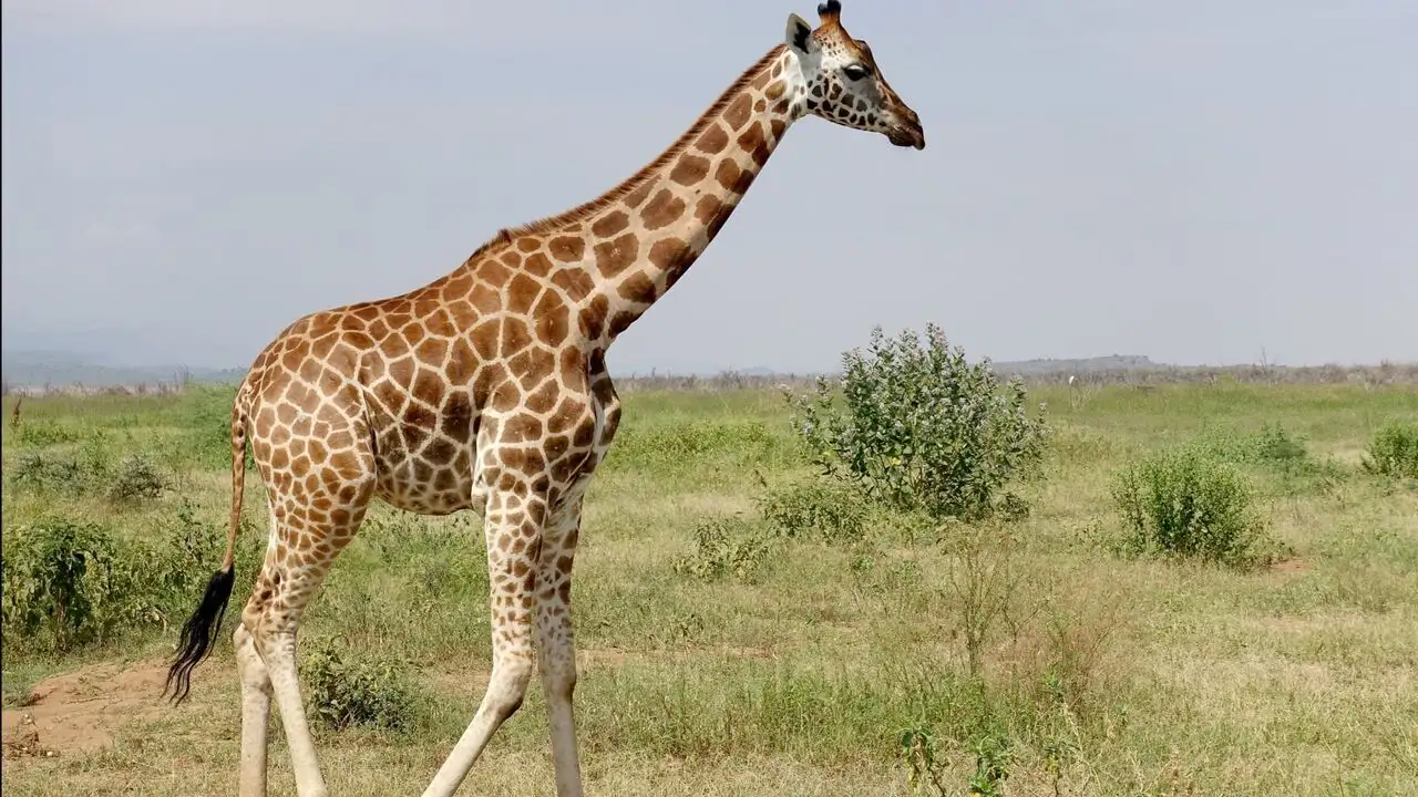 Kenya, des girafes pour la paix – image d’arrière-plan