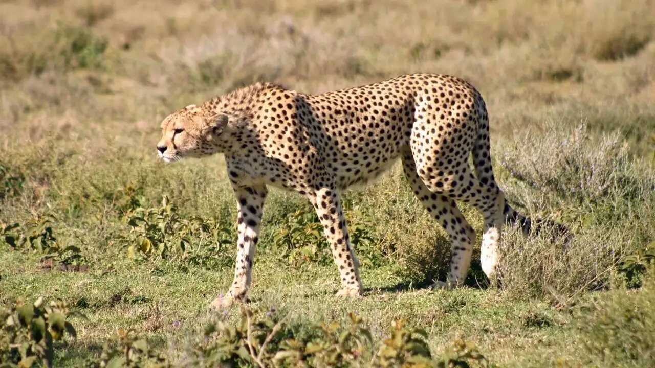 La reine du Serengeti – image d’arrière-plan