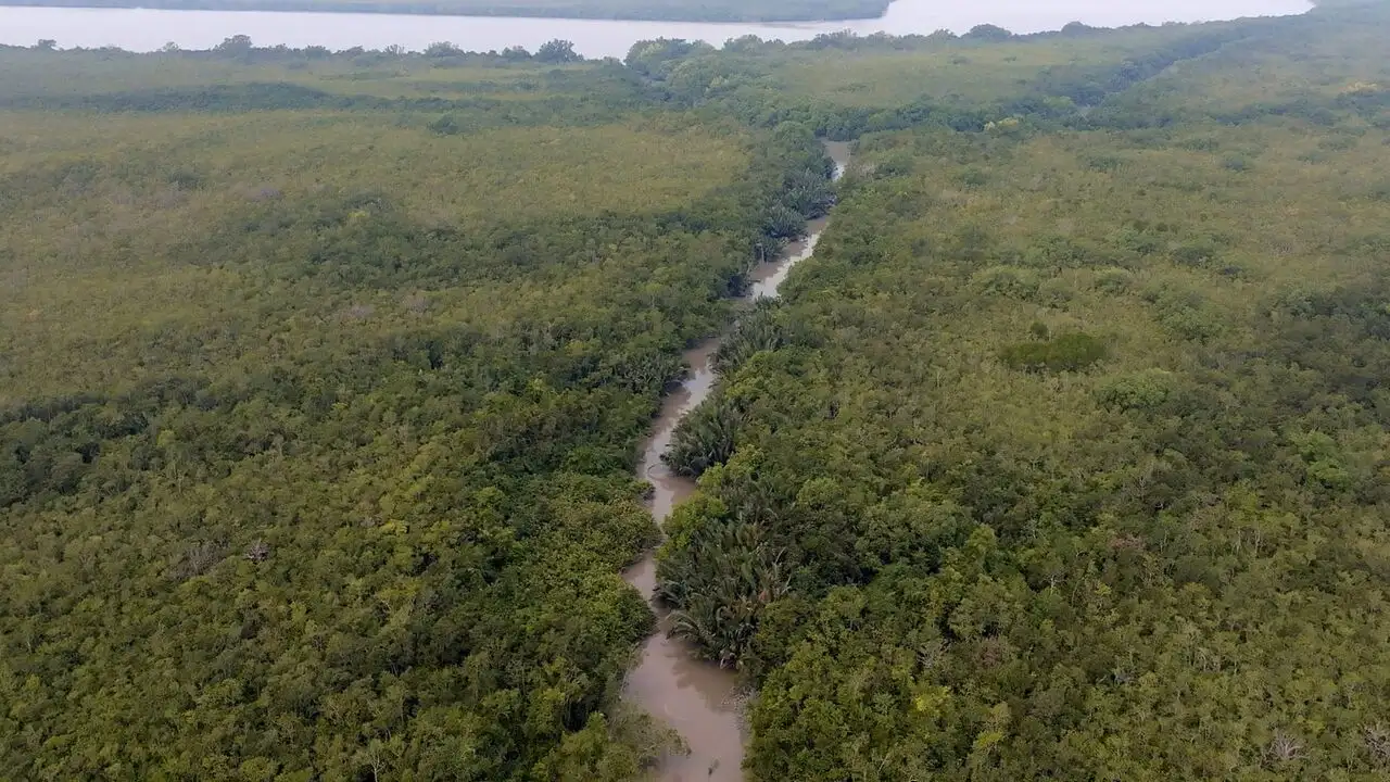 Sundarbans, le dernier royaume du tigre – image d’arrière-plan