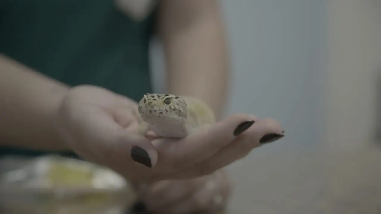 Critter Fixers : Vétos de choc - Saison 4 - Un défilé de collerettes – image d’arrière-plan