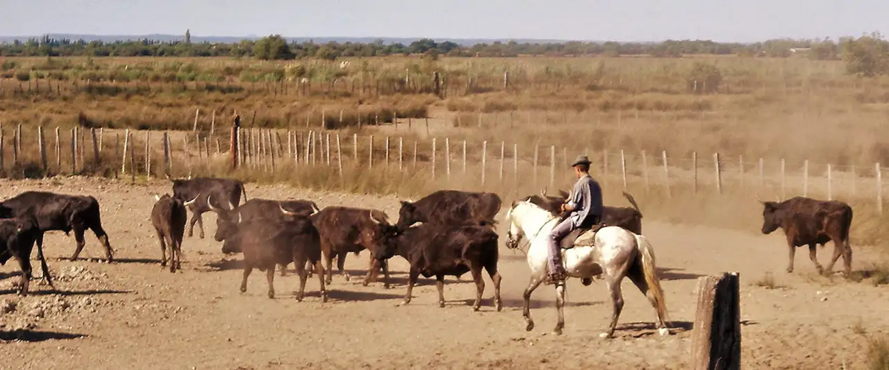 Le camarguais – image d’arrière-plan