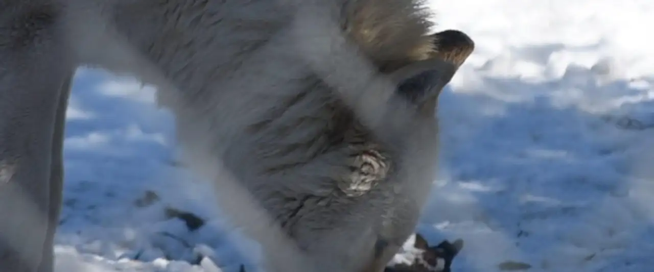 The First Canines – image d’arrière-plan