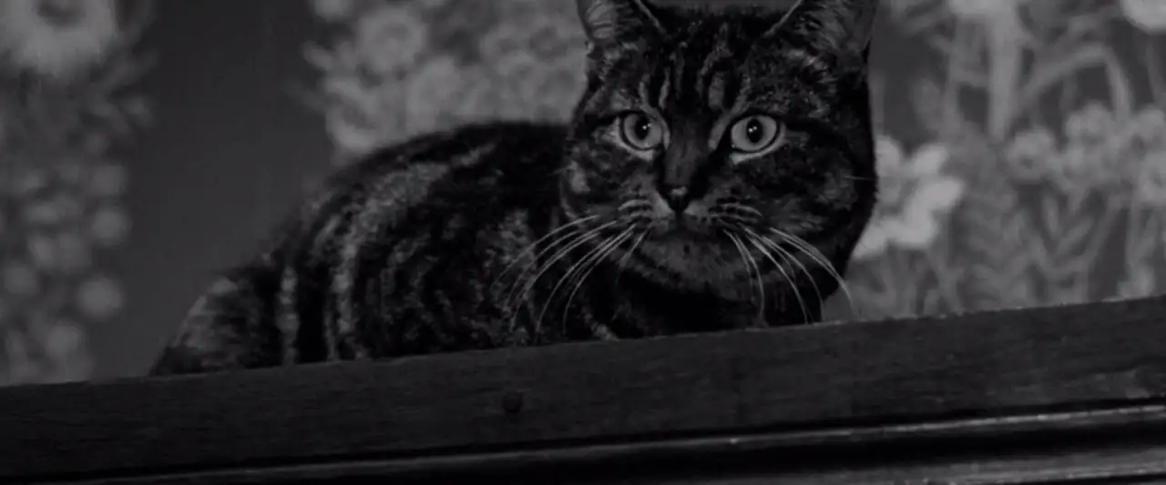 Le Spectre du Chat – image d’arrière-plan