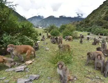 Destination Wild : Les merveilles de la Chine - Saison 1 - La forêt du singe doré – affiche