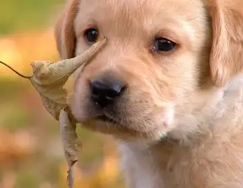 Too Cute - Chihuahuas, setters anglais et mâtins napolitains – affiche