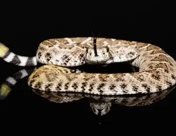 Les mystères de la nature - Saison 1 - Serpent à sornettes – affiche