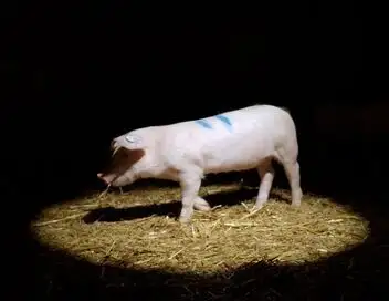 42, la réponse à presque tout - Que ressentent nos animaux d'élevage ? – affiche