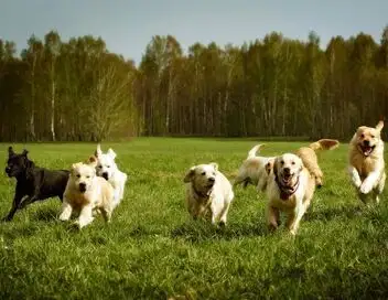 L'hebdo des animaux - Saison 1 - Episode 13 – affiche