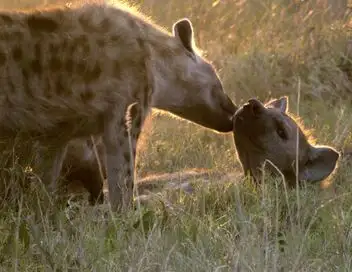 Les réseaux sociaux des animaux - Secrets de famille – affiche