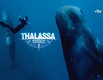 Thalassa, aventures extrêmes - Saison 2 - Japon, à la poursuite du thon rouge – affiche
